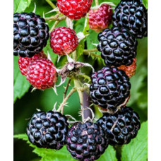 Малина Кумберленд (Raspberry Cumberland)