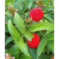 Тибетська малина Мяо Мяо (Tibetan raspberry Miao Miao)