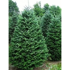 Ялиця Кавказька (Abies nordmanniana)