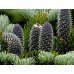 Ялиця Бальзамічна (Abies balsamea)