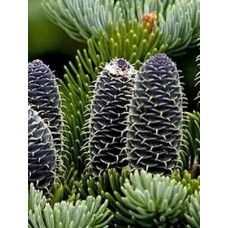 Ялиця Бальзамічна (Abies balsamea)