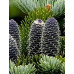 Ялиця Бальзамічна (Abies balsamea)