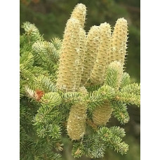 Ялиця Грецька (Abies cephalonica)