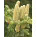 Ялиця Грецька (Abies cephalonica)