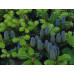 Ялиця Корейська (Abies koreana)