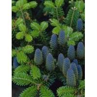 Ялиця Корейська (Abies koreana)