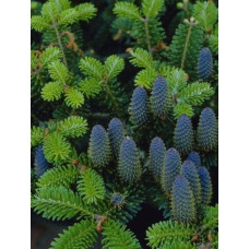 Ялиця Корейська (Abies koreana)
