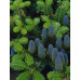 Ялиця Корейська (Abies koreana)
