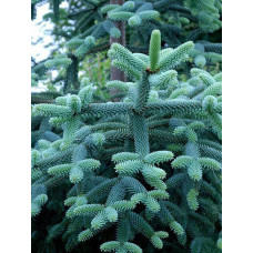 Ялиця Іспанська (Abies pinsao)