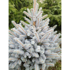Ялина блакитна Маджестік (Blue Spruce Magestic)