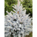 Ялина блакитна Маджестік (Blue Spruce Magestic)