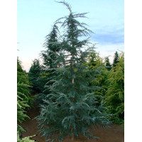 Кедр Гімалайський (Cedrus deodara)