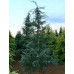 Кедр Гімалайський (Cedrus deodara)