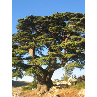 Кедр Ліванський (Cedrus libani)