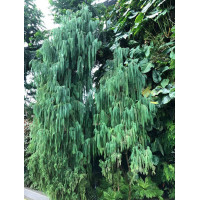 Кипарис Кашмірський (Cupressus cashmeriana)