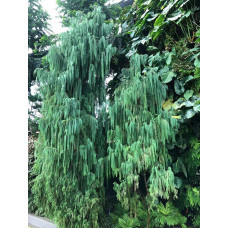 Кипарис Кашмірський (Cupressus cashmeriana)