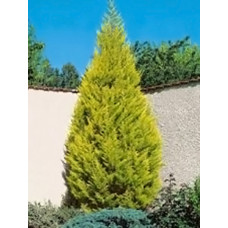 Кипарис Крупноплідний (Cupressus macrocarpa)