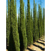 Кипарис Італійський (Сupressus sempervinens)