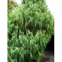 Кипарис Гімалайський (Cupressus torulosa)