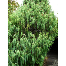 Кипарис Гімалайський (Cupressus torulosa)