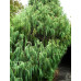 Кипарис Гімалайський (Cupressus torulosa)