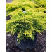 Ялівець Голд Стар (Juniperus Gold Star)