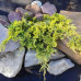 Ялівець горизонтальний Голден карпет (Juniperus horizontalis Golden Carpet)