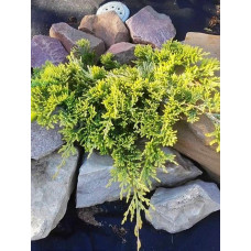 Ялівець горизонтальний Голден карпет (Juniperus horizontalis Golden Carpet)