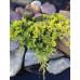 Ялівець горизонтальний Голден карпет (Juniperus horizontalis Golden Carpet)