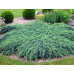 Ялівець лускатний Блю Карпет (Juniperus squamata Blue Carpet)