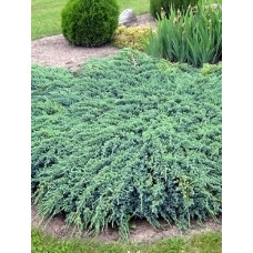 Ялівець лускатний Блю Карпет (Juniperus squamata Blue Carpet)