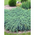 Ялівець лускатний Блю Карпет (Juniperus squamata Blue Carpet)