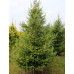 Модрина Європейська (Larix decidua)