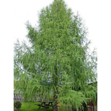 Модрина Японська (Larix raempferi)