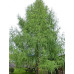 Модрина Японська (Larix raempferi)