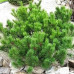 Сосна гірська Мугу-Мугус (Pinus mugo mugus)