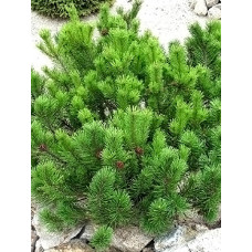 Сосна гірська Мугу-Мугус (Pinus mugo mugus)