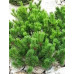 Сосна гірська Мугу-Мугус (Pinus mugo mugus)