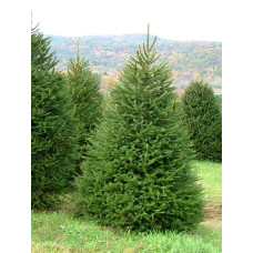 Ялина Європейська (Picea abies)