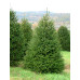 Ялина Європейська (Picea abies)
