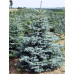 Ялина блакитна Кайбаб (Picea glauca Kaibab)