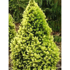 Ялина Канадська (Picea glauca rainbow’s end)