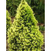 Ялина Канадська (Picea glauca rainbow’s end)