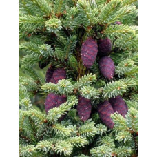 Ялина корейська Накаї (Picea koraiensis nakai)