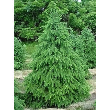 Ялина Сербська (Picea omorika)