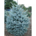 Ялина блакитна Санта-фе (Picea pungens Santa Fe)