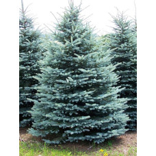 Ялина блакитна Меєра (Picea spruce meyeri)