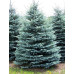 Ялина блакитна Меєра (Picea spruce meyeri)