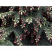 Ялина Вільсона (Picea wilsonii)