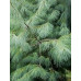 Сосна біла Арманда (Pinus Armandii)
